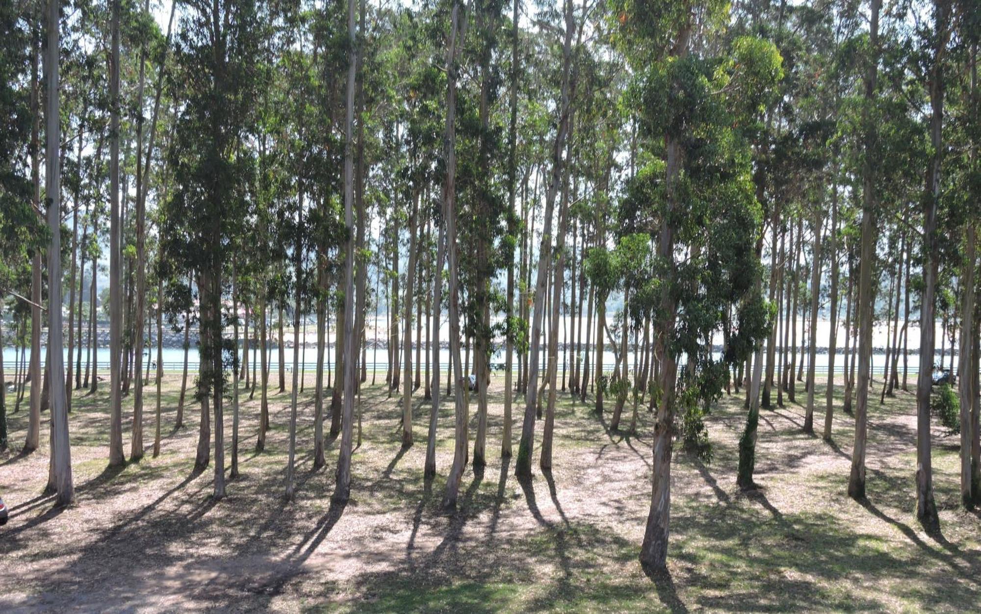 Apartamento Pie De Playa, El Puntal-Villaviciosa 比利亚维西奥萨 外观 照片